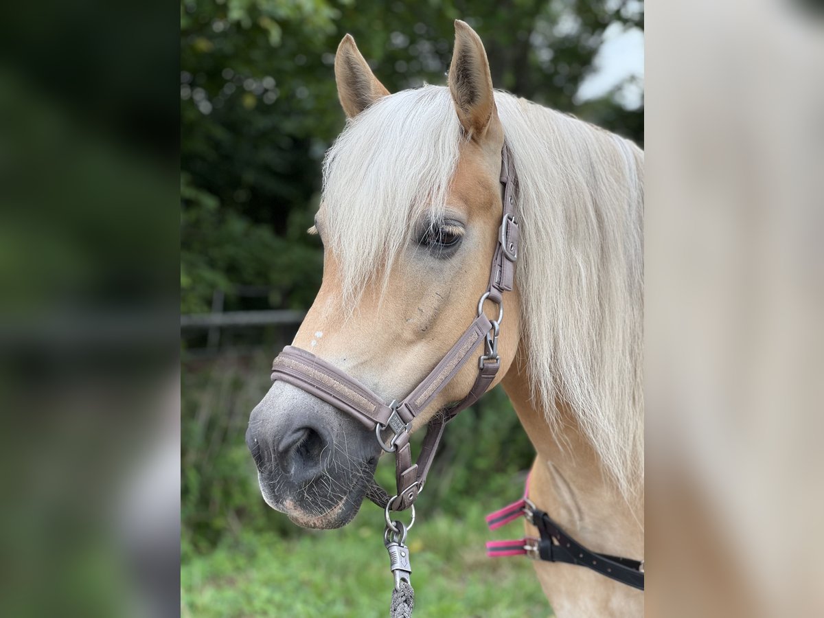 Haflinger Mare 12 years 14,1 hh in Geesthacht