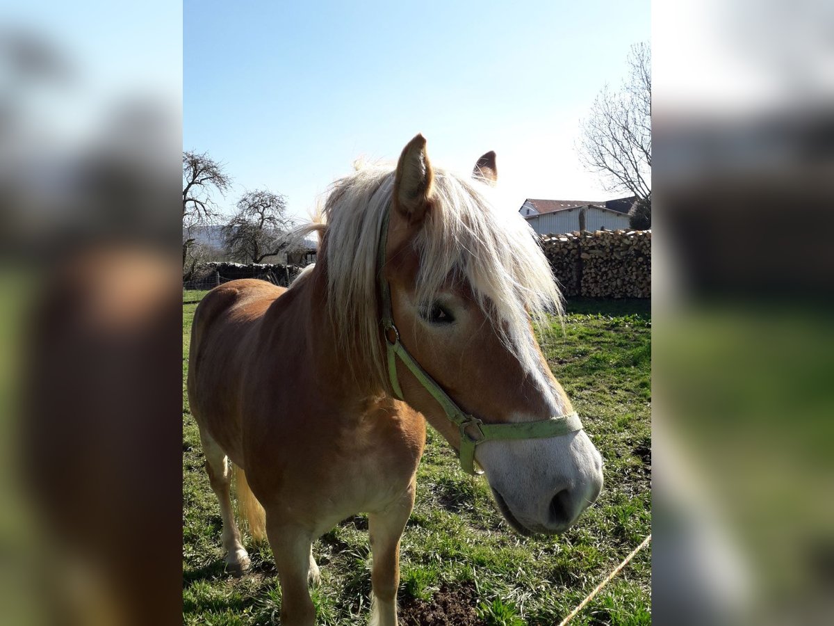 Haflinger Mare 13 years 14,1 hh Chestnut-Red in Göppingen