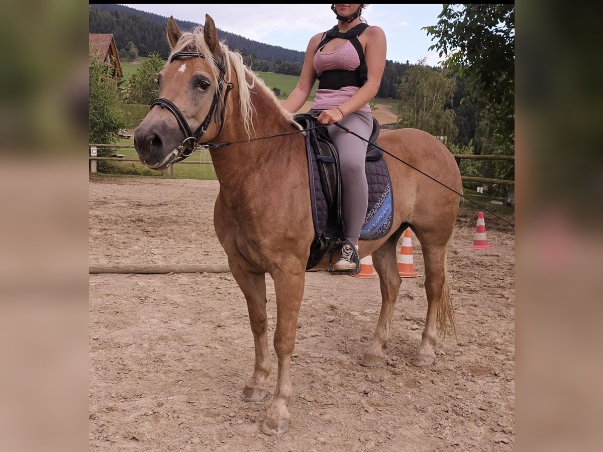 Haflinger Mare 13 years 14,1 hh Chestnut-Red in Rechnitz