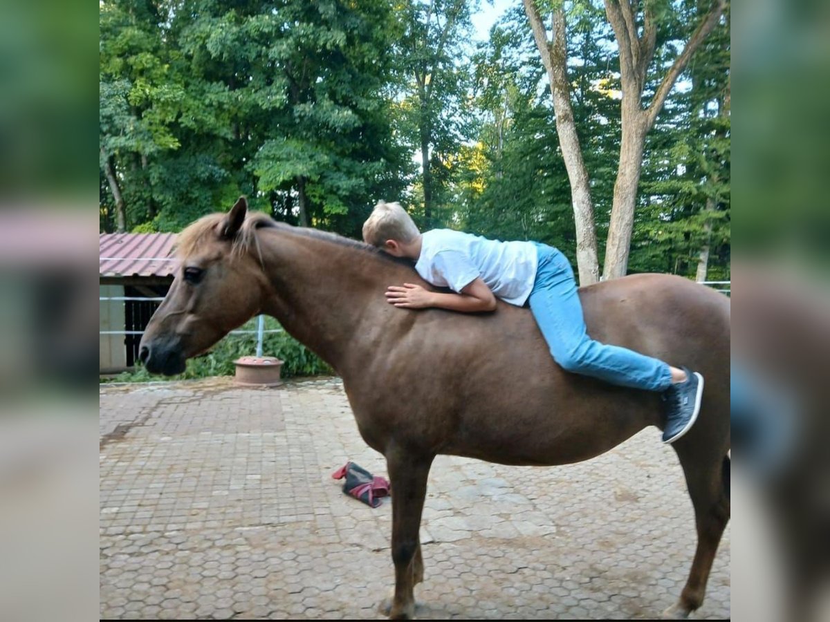 Haflinger Mix Mare 13 years 14 hh Chestnut in Mehrstetten