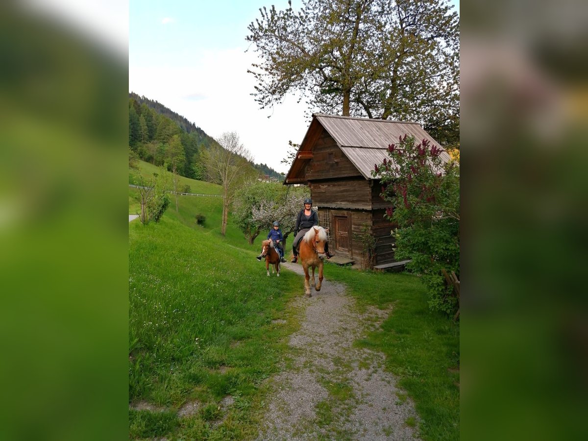 Haflinger Mare 14 years 14,3 hh in Obertilliach