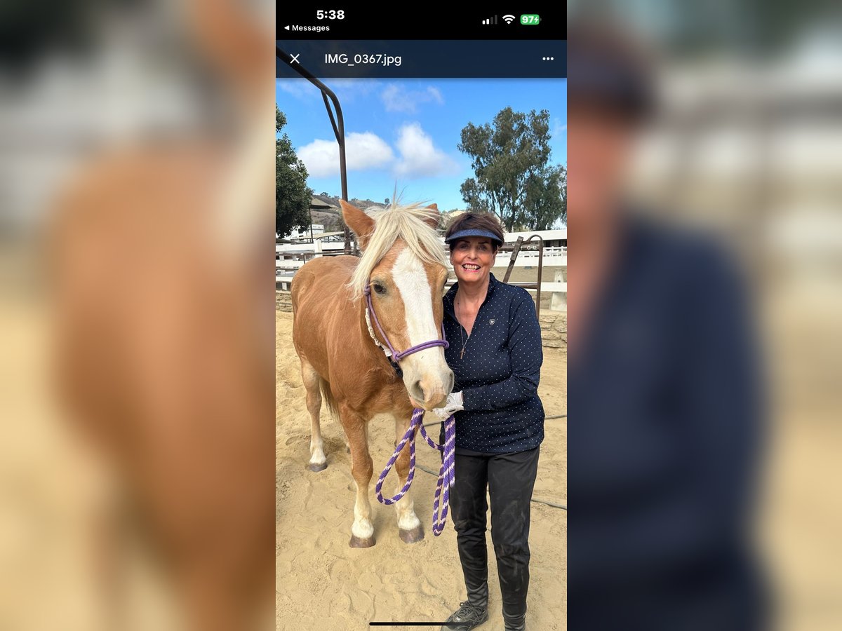 Haflinger Mare 14 years 14 hh Chestnut in San Juan Capistrano