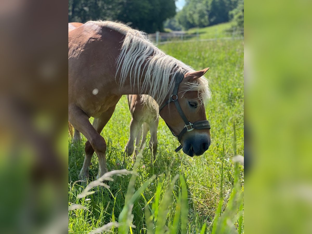 Haflinger Mare 15 years 14,2 hh Chestnut-Red in Kupferzell