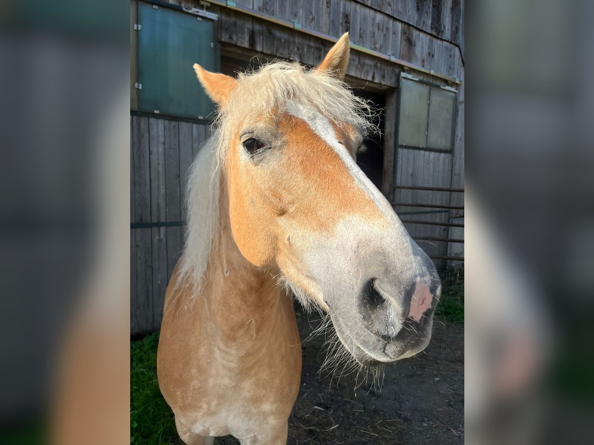 Haflinger Mare 15 years 14,1 hh in St. Georgen