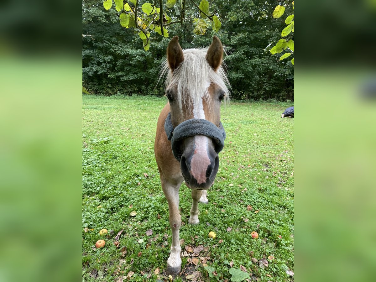 Haflinger Mare 15 years 14,2 hh Chestnut-Red in Bergkamen