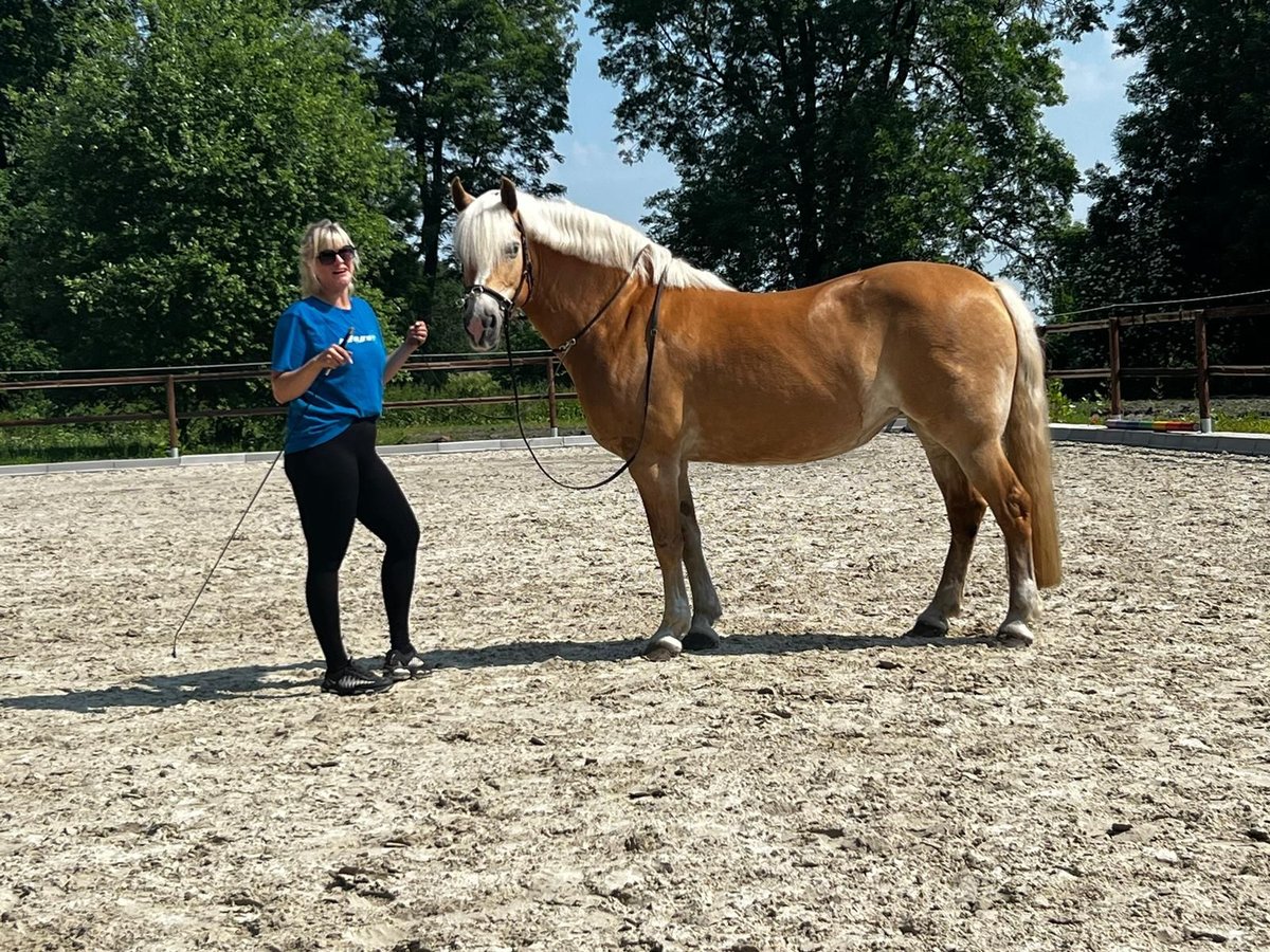 Haflinger Mare 15 years 15 hh Chestnut-Red in Achim