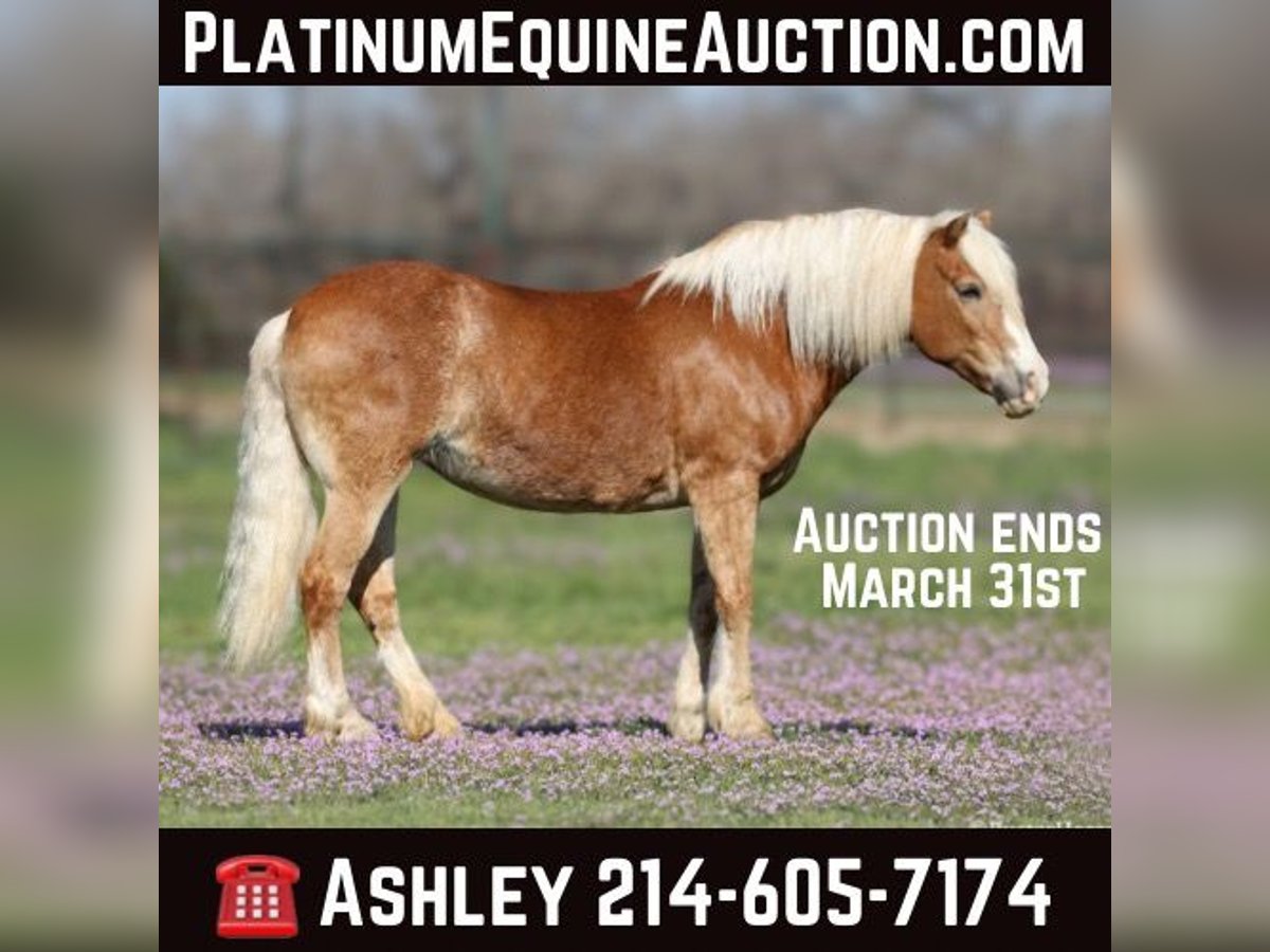 Haflinger Mare 15 years Sorrel in Weatherford TX