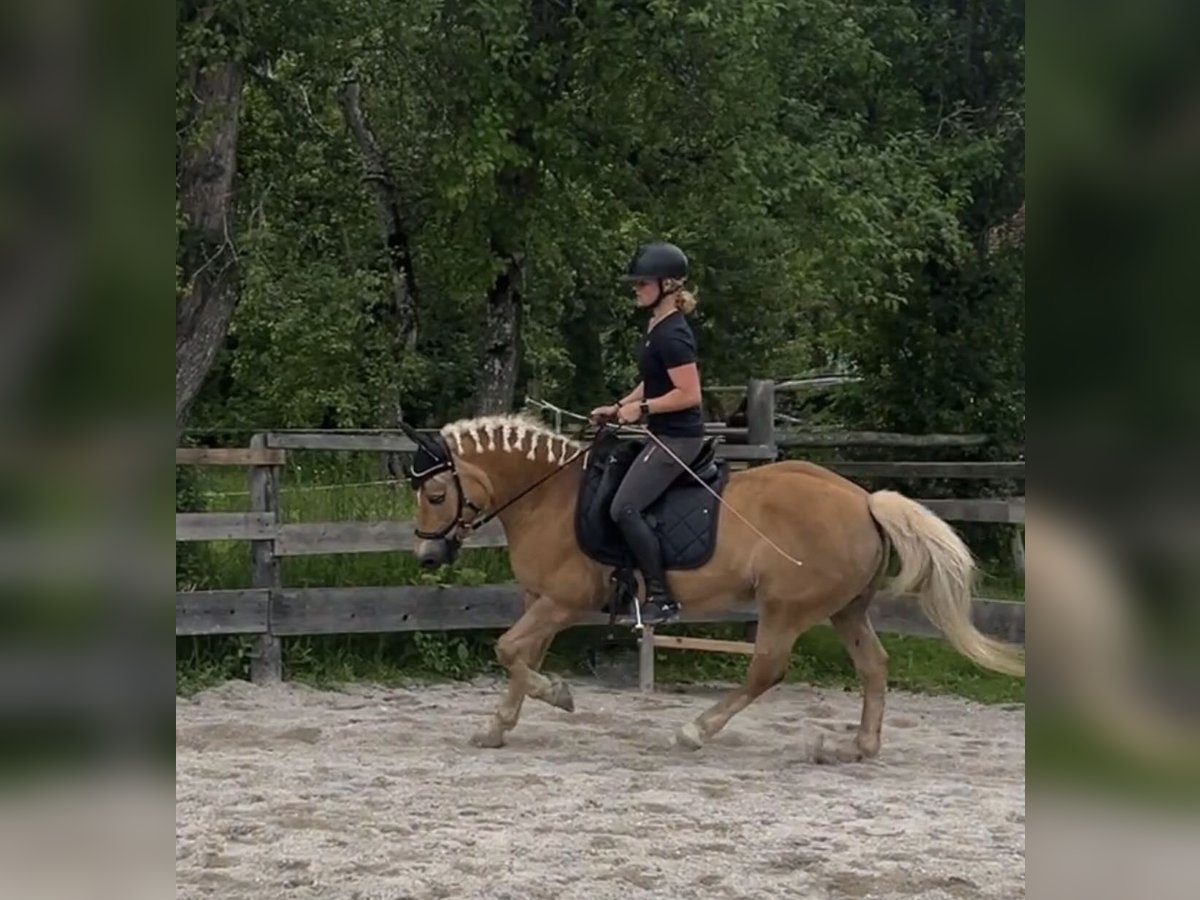 Haflinger Mare 16 years 13,3 hh Chestnut-Red in Gams bei Hieflau