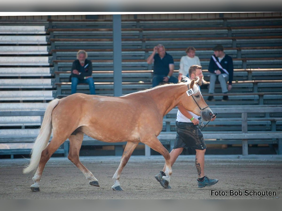 Haflinger Mare 16 years 14,2 hh in Telfs