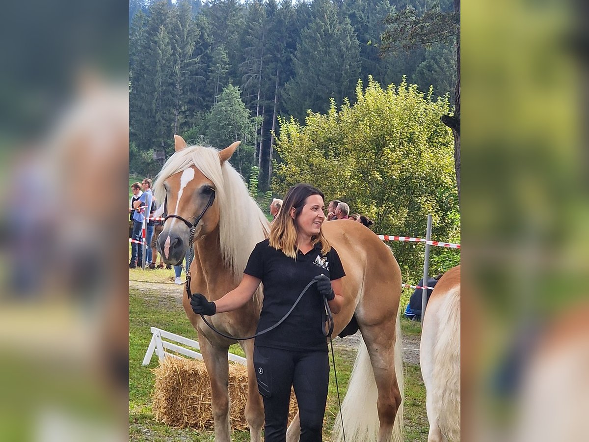 Haflinger Mare 16 years 14 hh in Oberschütt Haflinger Mare 16 years 14 hh in Oberschütt