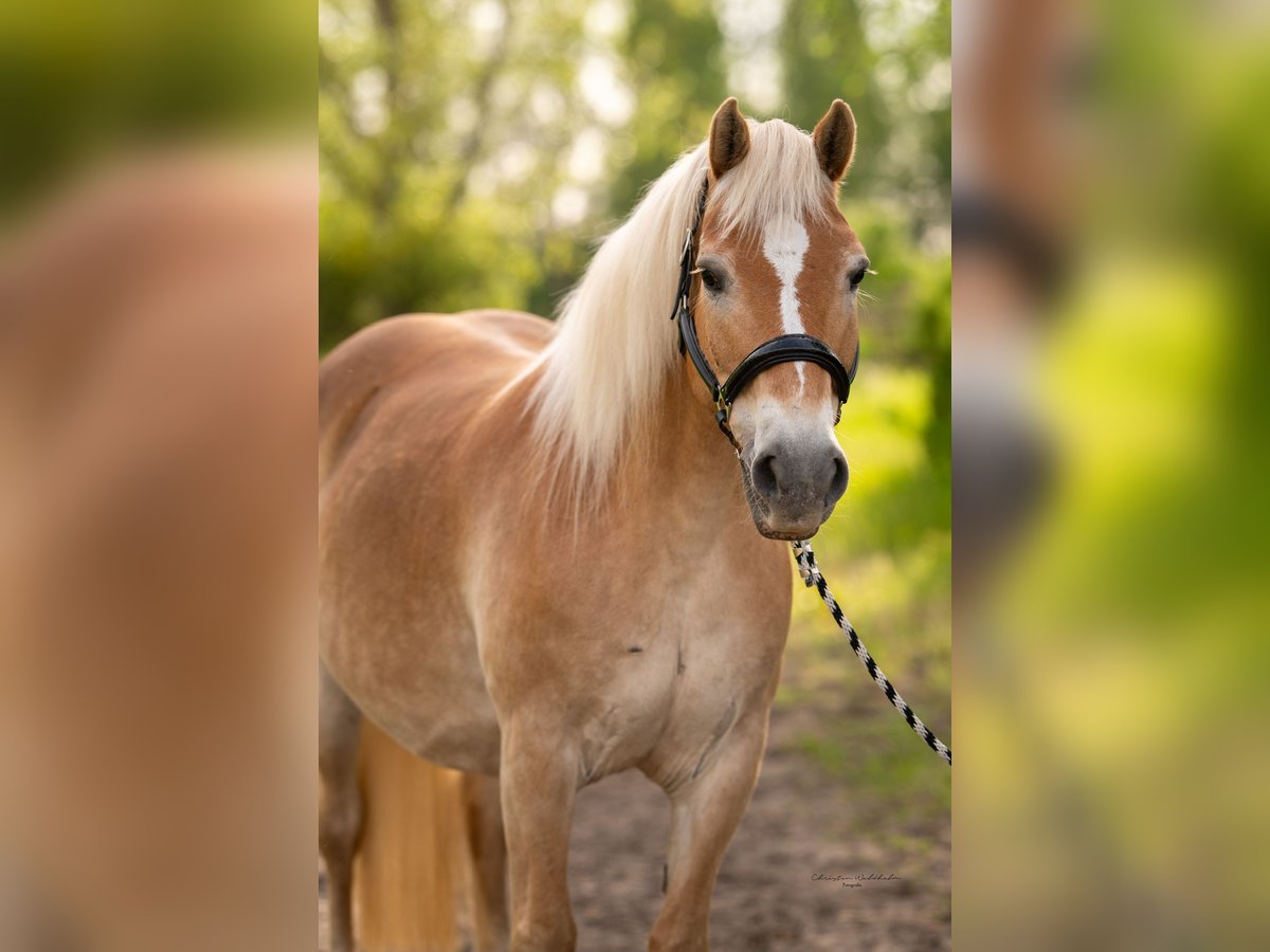 Haflinger Mare 16 years 14,1 hh Chestnut-Red in Trebbin