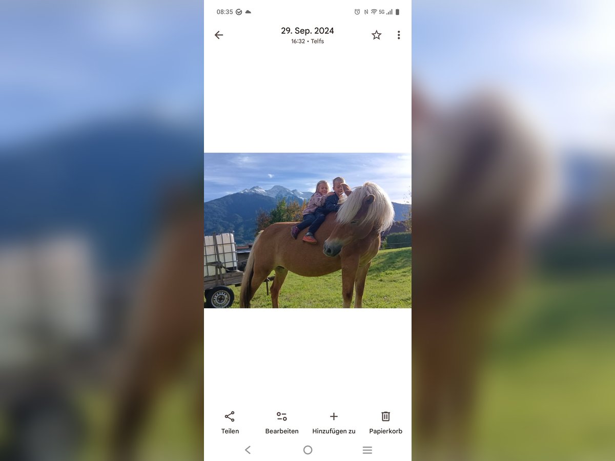 Haflinger Mare 16 years 14,3 hh in Telfs