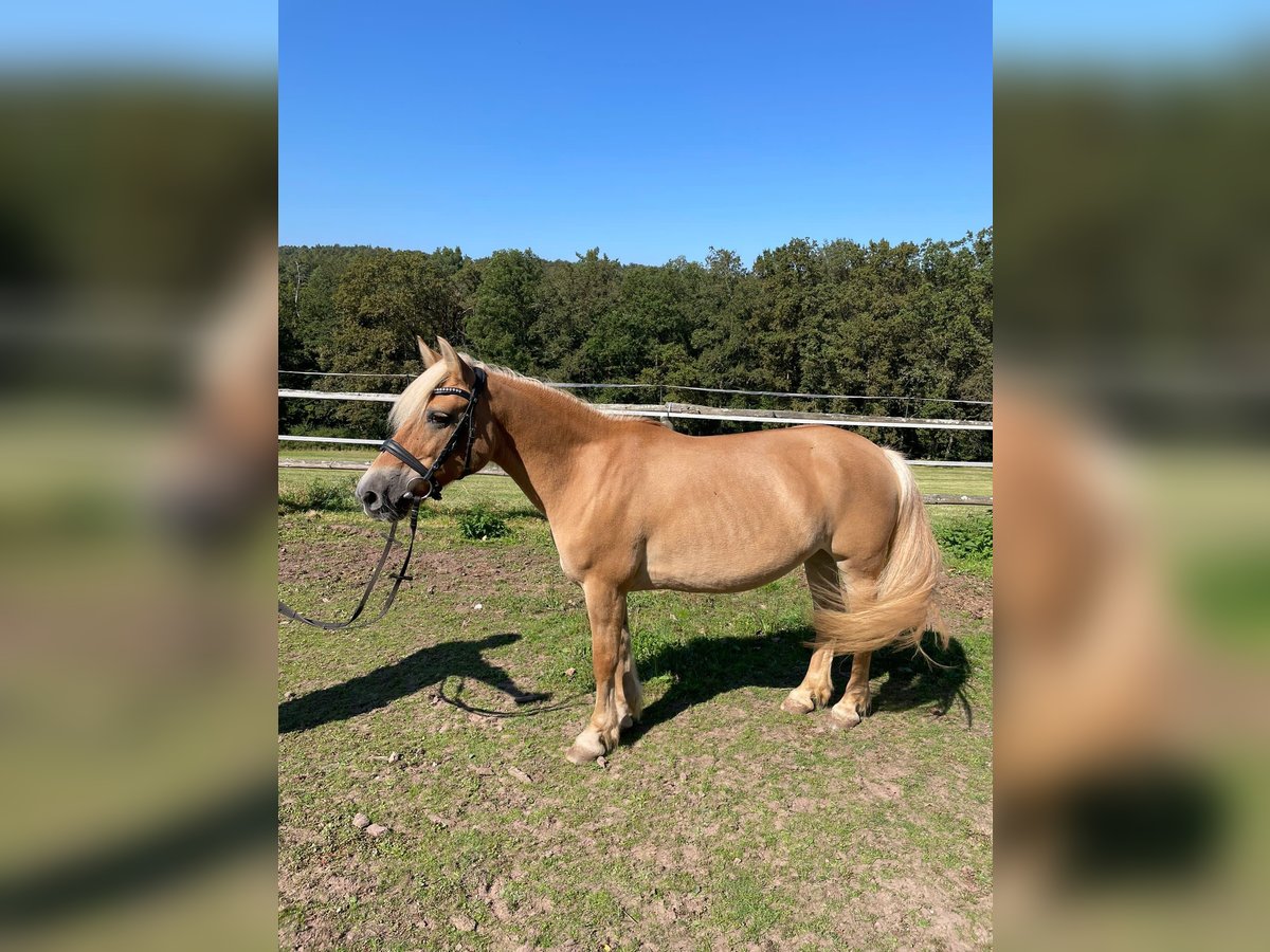 Haflinger Mix Mare 17 years 13,1 hh Palomino in Altleiningen