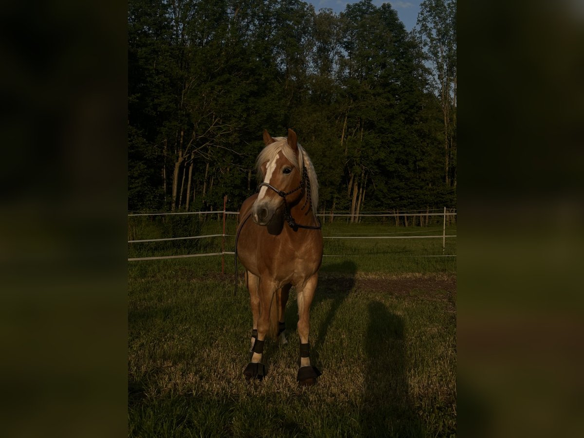 Haflinger Mare 17 years 14,2 hh Chestnut-Red in Obernbreit