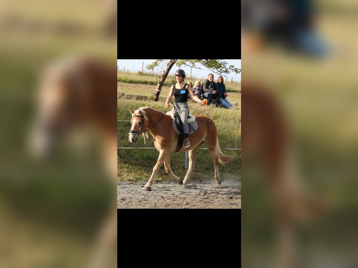 Haflinger Mare 17 years 14,2 hh Chestnut-Red in Marburg Elnhausen