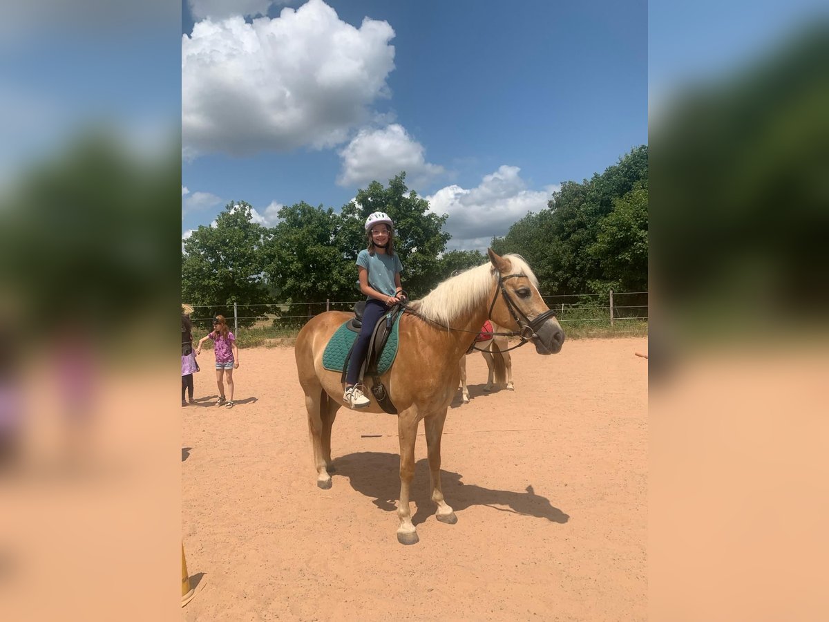 Haflinger Mare 17 years 14,3 hh Palomino in Quirnbach