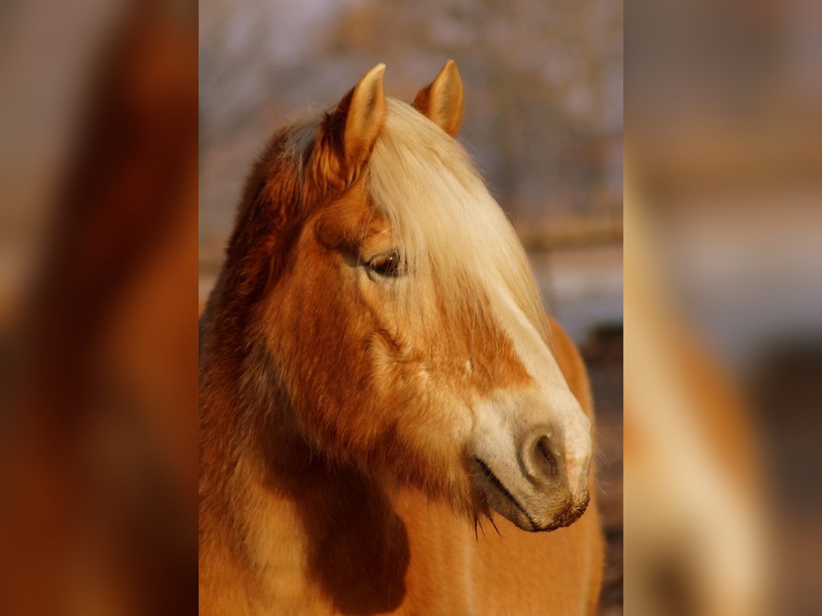 Haflinger Mare 18 years in Luckau