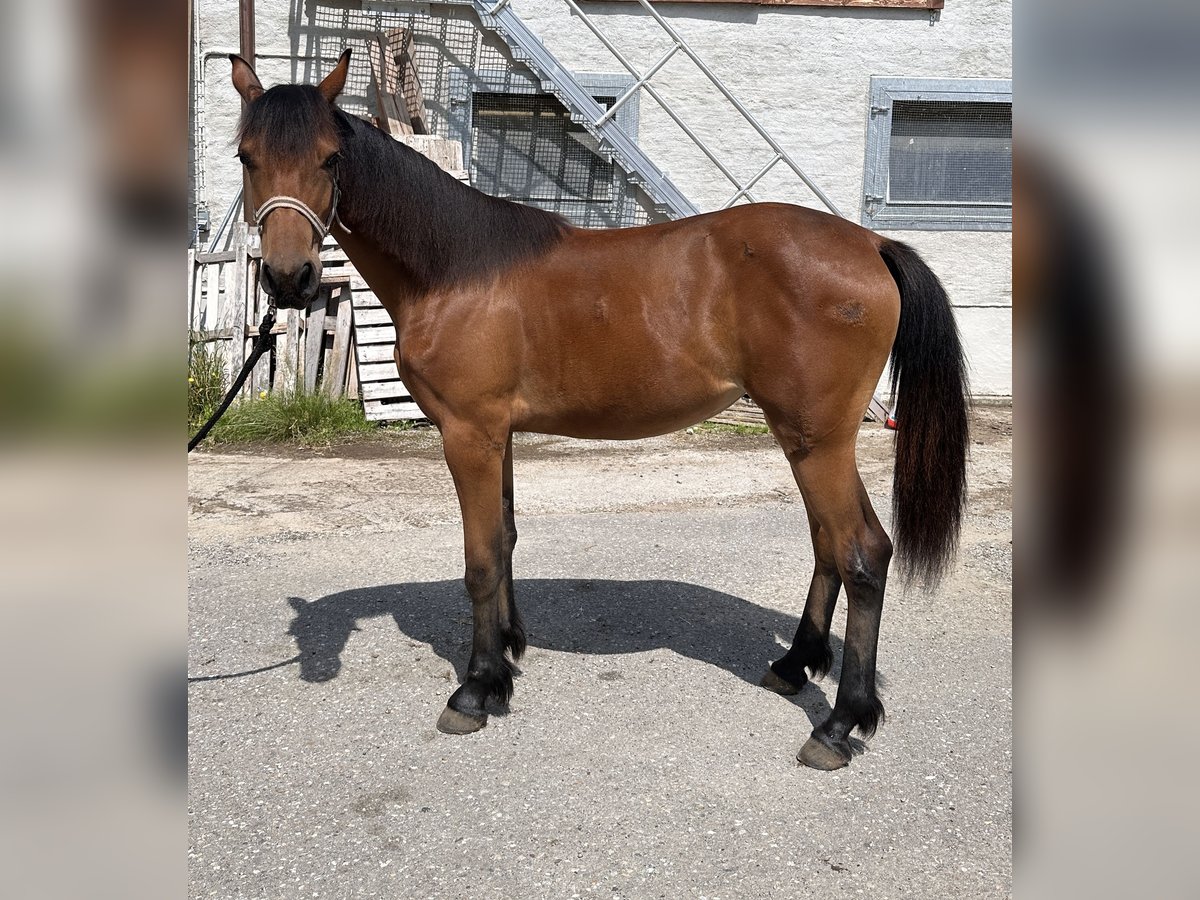 Haflinger Mix Mare 1 year 13,2 hh Brown-Light in Feldkirchen bei Mattighofen