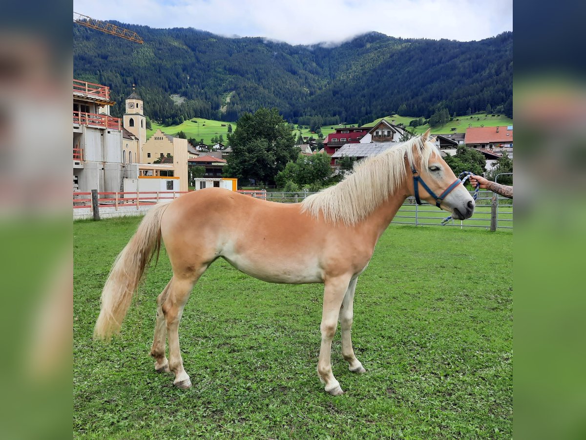 Haflinger Mare 1 year 14,1 hh Palomino in Steinach am Brenner