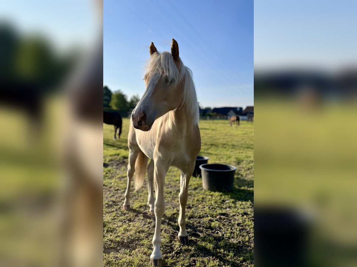 Haflinger Mare 1 year 14,1 hh Sorrel in Waregem