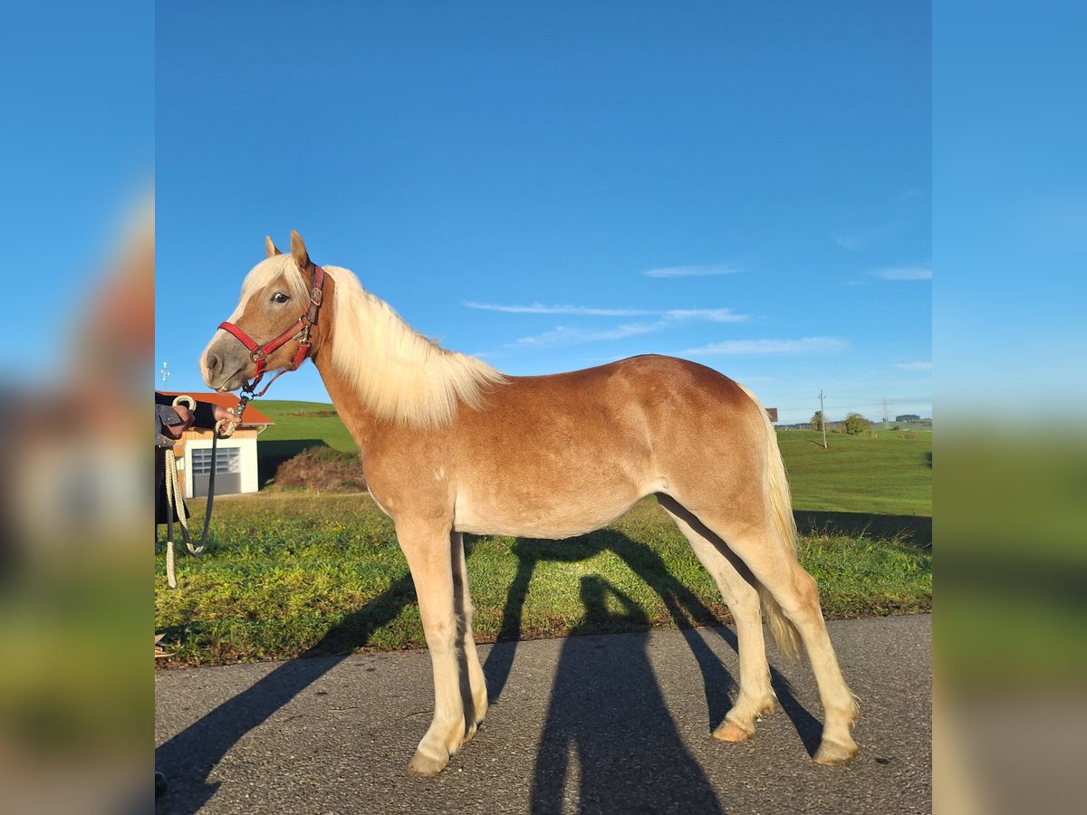 Haflinger Mare 1 year 14,2 hh Chestnut-Red in Oy-Mittelberg