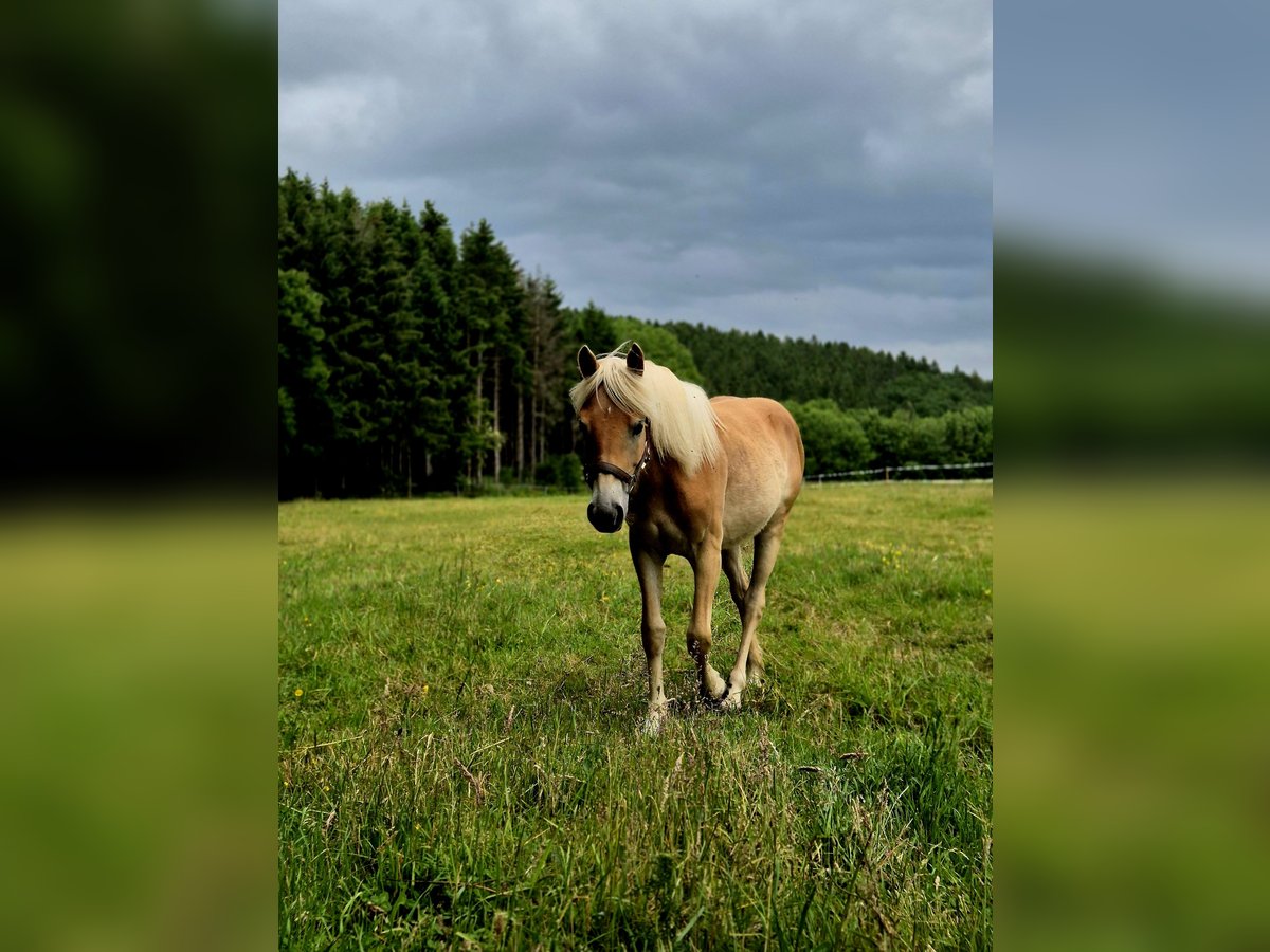 Haflinger Mare 1 year 14,2 hh Chestnut-Red in Altenahr