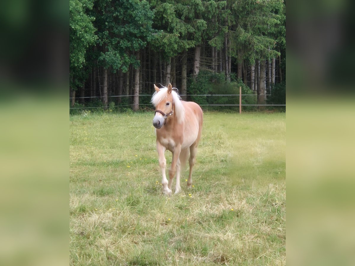 Haflinger Mare 1 year 14,2 hh Chestnut-Red in Altenahr
