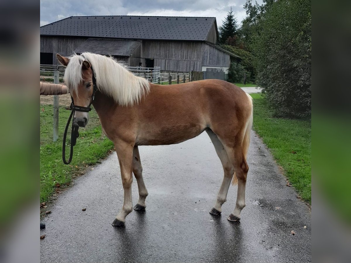 Haflinger Mare 1 year Chestnut-Red in Saxen