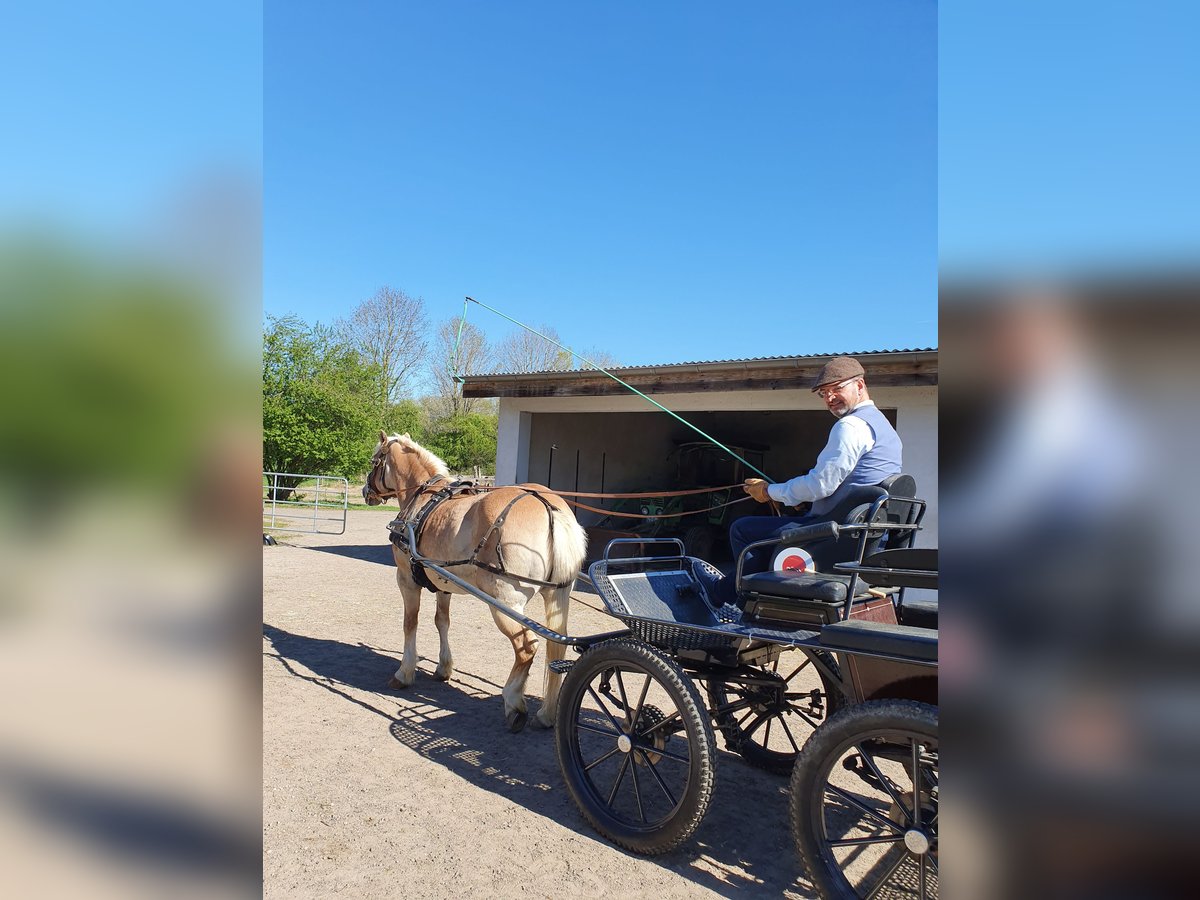Haflinger Mare 20 years 14 hh in Xanten