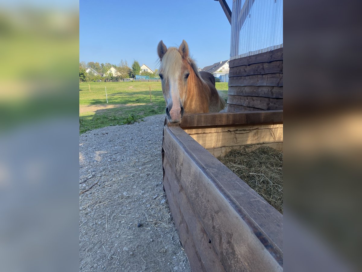 Haflinger Mare 29 years 13,2 hh Chestnut-Red in Wiehl