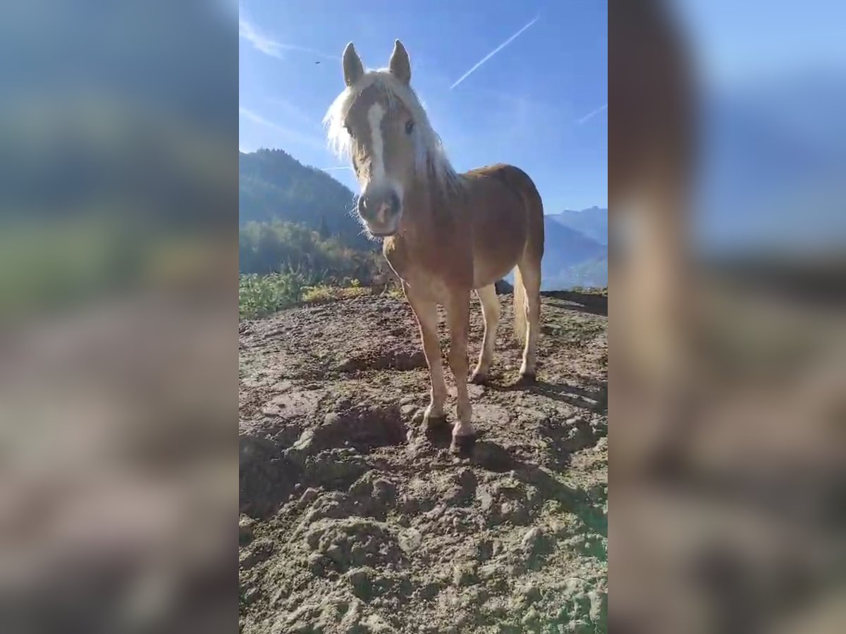 Haflinger Mare 2 years 14,2 hh in Bozen