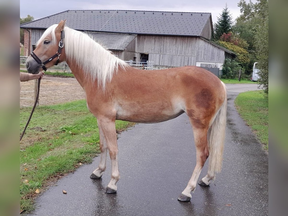 Haflinger Mare 2 years Chestnut-Red in Saxen