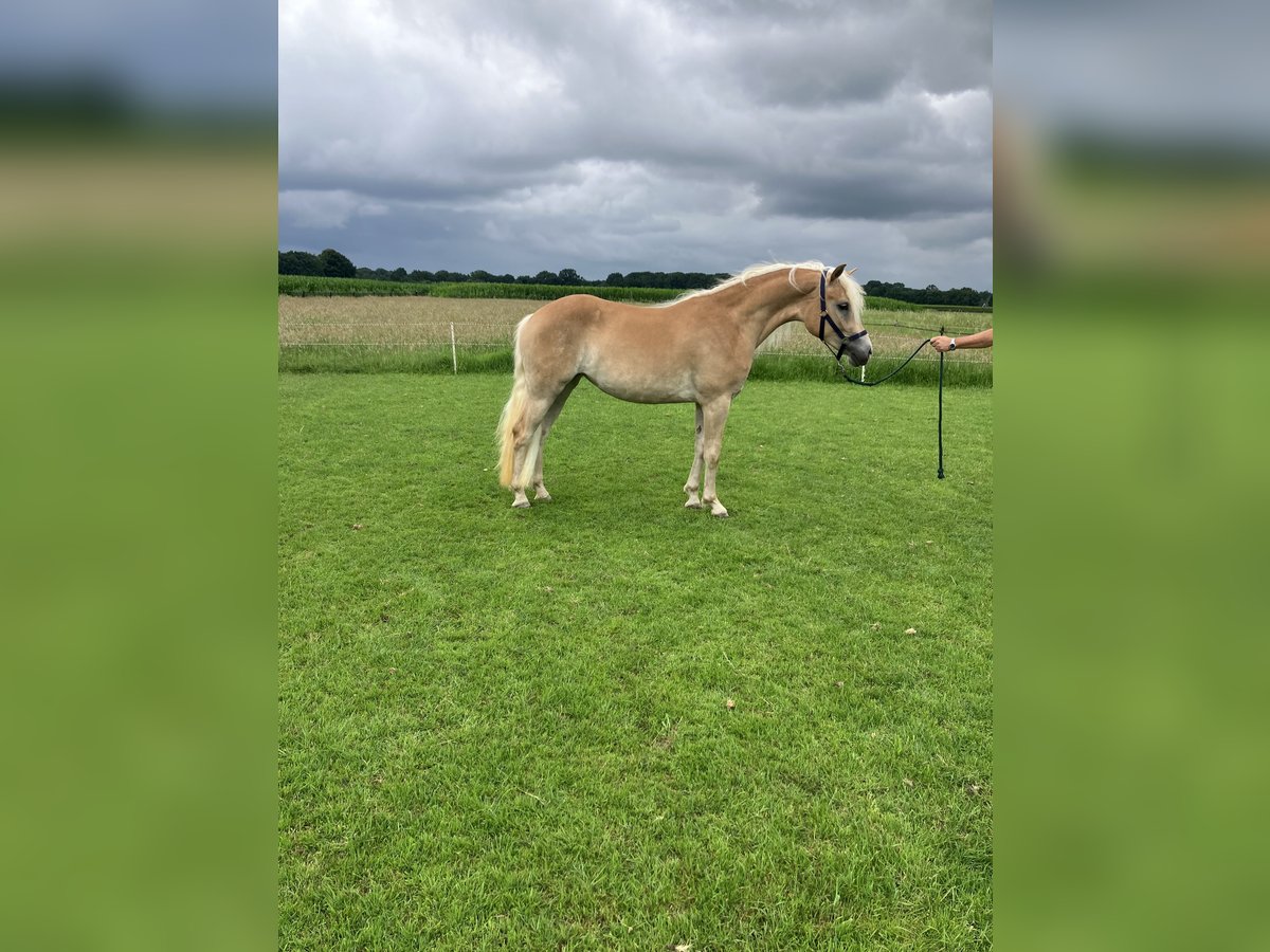 Haflinger Mare 2 years in Haaksbergen