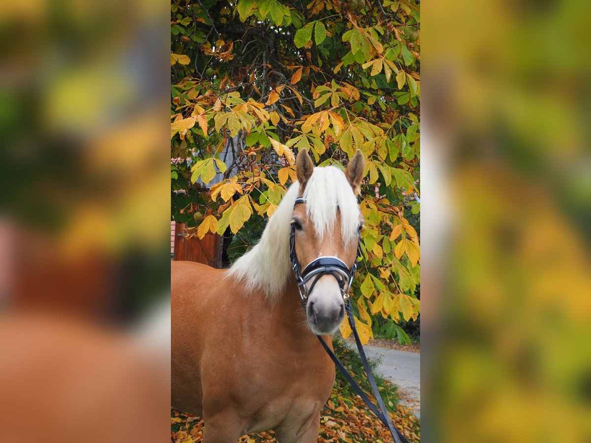 Haflinger Mare 3 years 13,2 hh Sorrel in M&#xFC;hlen