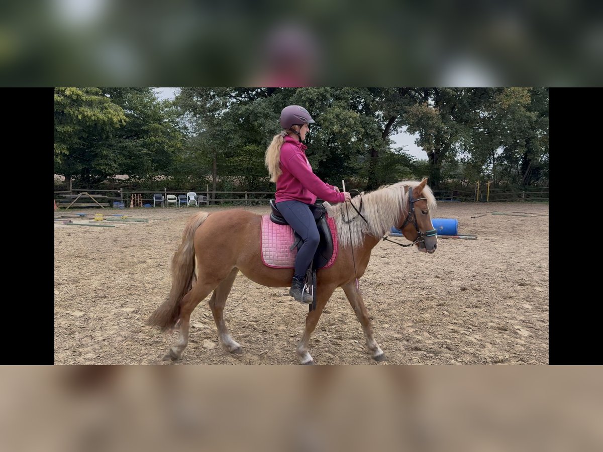 Haflinger Mix Mare 3 years 13,3 hh Chestnut-Red in Greven Haflinger Mix Mare 3 years 13,3 hh Chestnut-Red in Greven