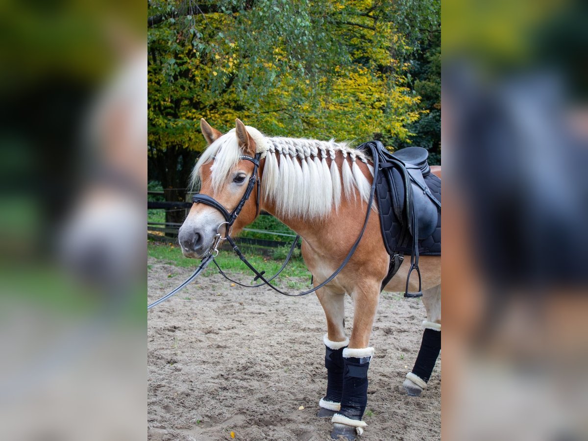 Haflinger Mare 3 years 13,3 hh Chestnut-Red in Gelsenkirchen