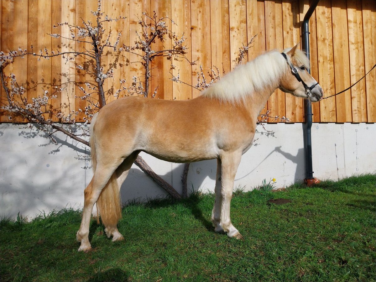 Haflinger Mare 3 years 14,1 hh Chestnut-Red in Mittersill