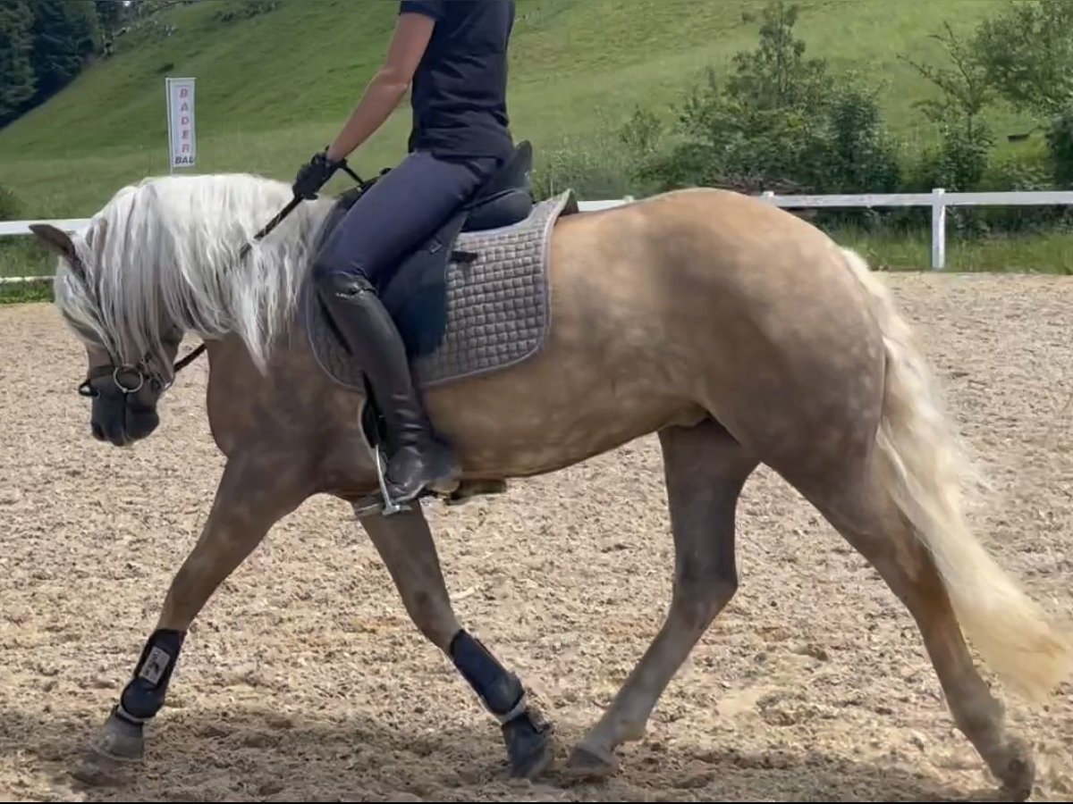 Haflinger Mare 3 years 14,1 hh Chestnut-Red in Bayrischzell