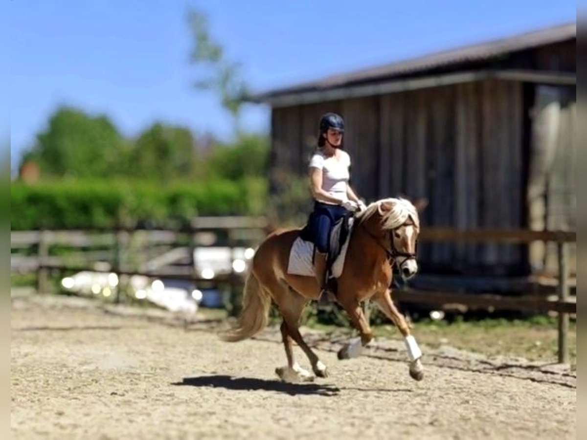 Haflinger Mare 3 years 14,1 hh in St.