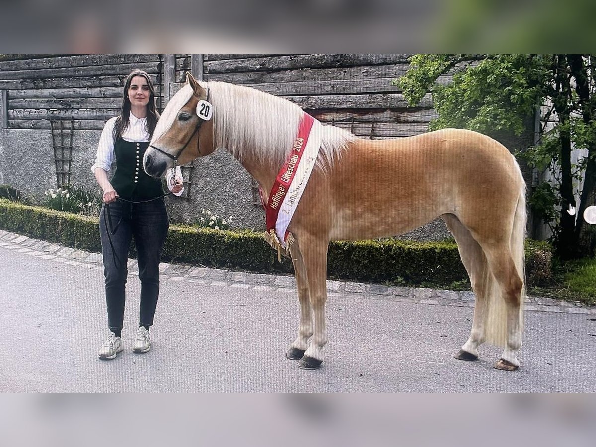 Haflinger Mare 3 years 14,2 hh Chestnut-Red in Goldegg