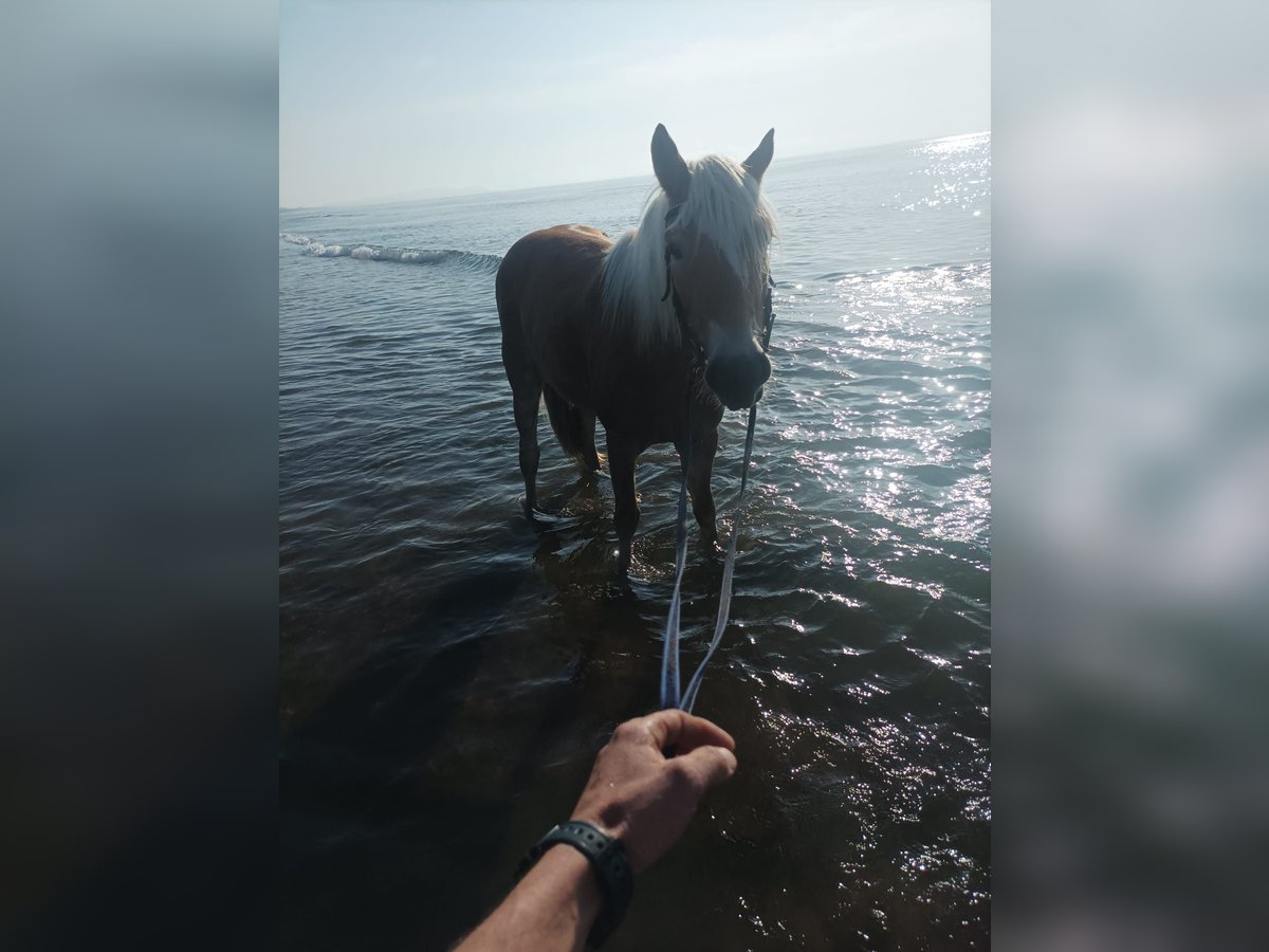 Haflinger Mare 3 years 14,2 hh Chestnut-Red in Hafling