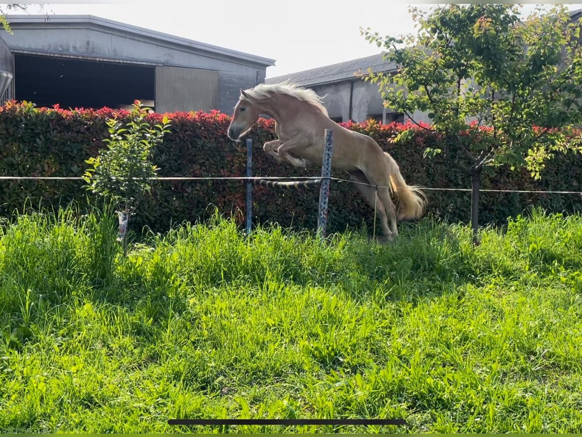 Haflinger Mare 3 years 14,2 hh Chestnut-Red in Caravaggio