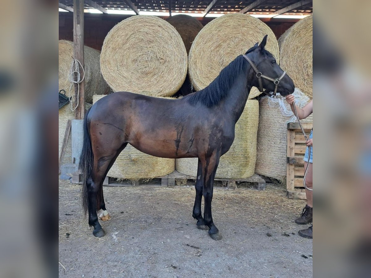 Haflinger Mix Mare 3 years 14 hh Black in Sömmerda Ortsteil Orlishausen