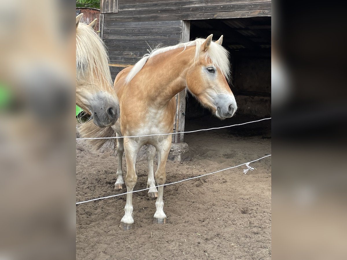 Haflinger Mare 3 years 14 hh Dun in Wesendorf