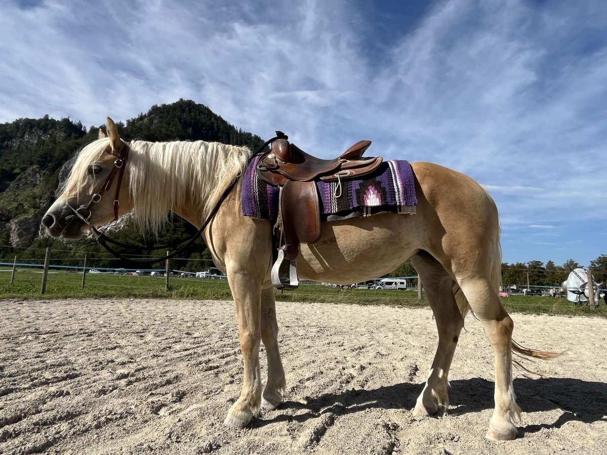 Haflinger Mare 3 years 14 hh Palomino in Weißenbach