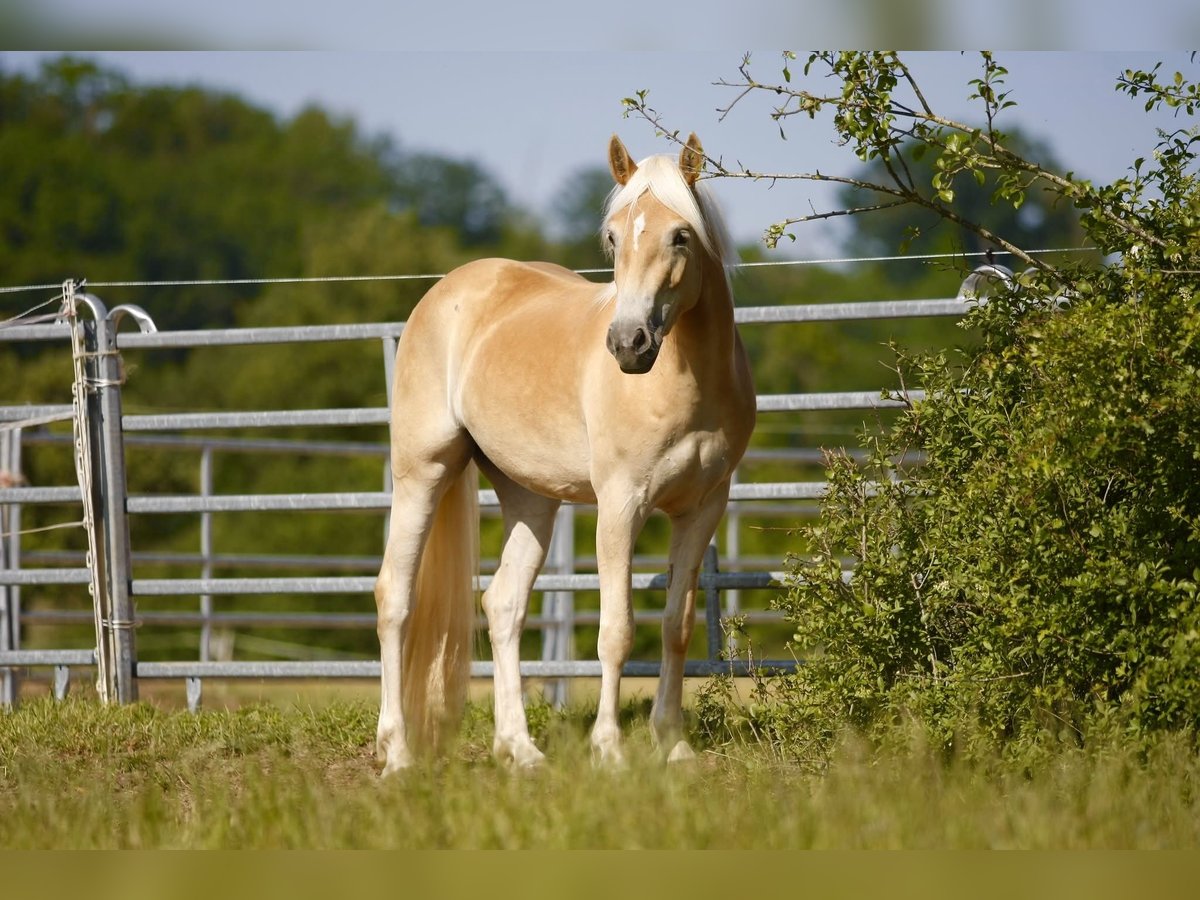 Haflinger Mare 3 years 14,1 hh Chestnut-Red in Leutershausen