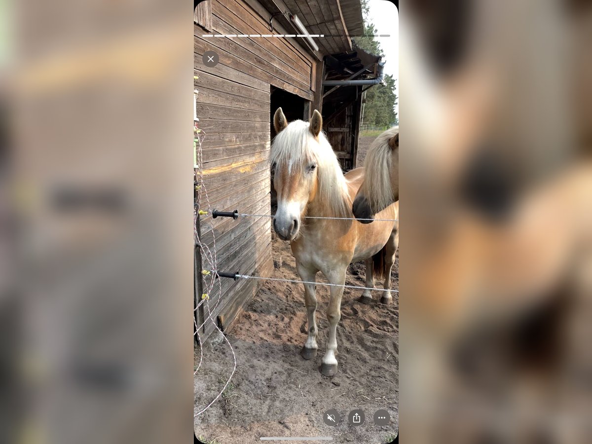 Haflinger Mare 3 years 14,1 hh Dun in Wesendorf