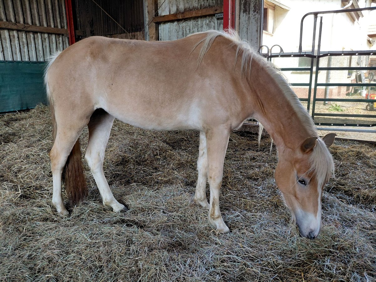 Haflinger Mare 3 years 14,2 hh Chestnut-Red in Kandel
