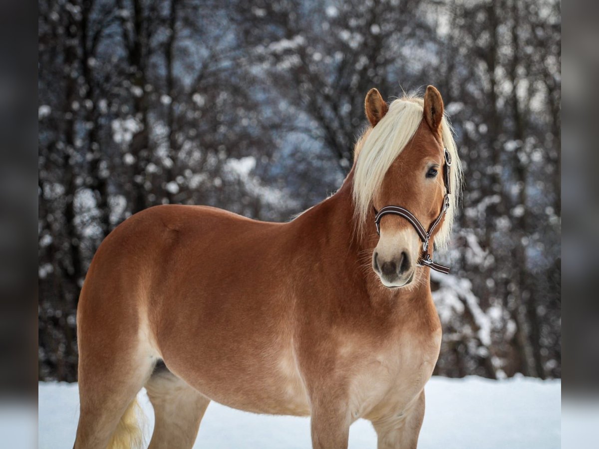 Haflinger Mare 3 years 14,2 hh Chestnut-Red in Kirchbichl