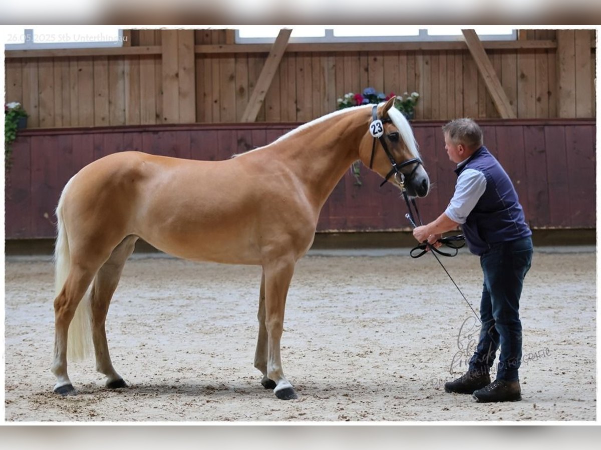 Haflinger Mare 3 years 14,2 hh Palomino in F&#xFC;ssen